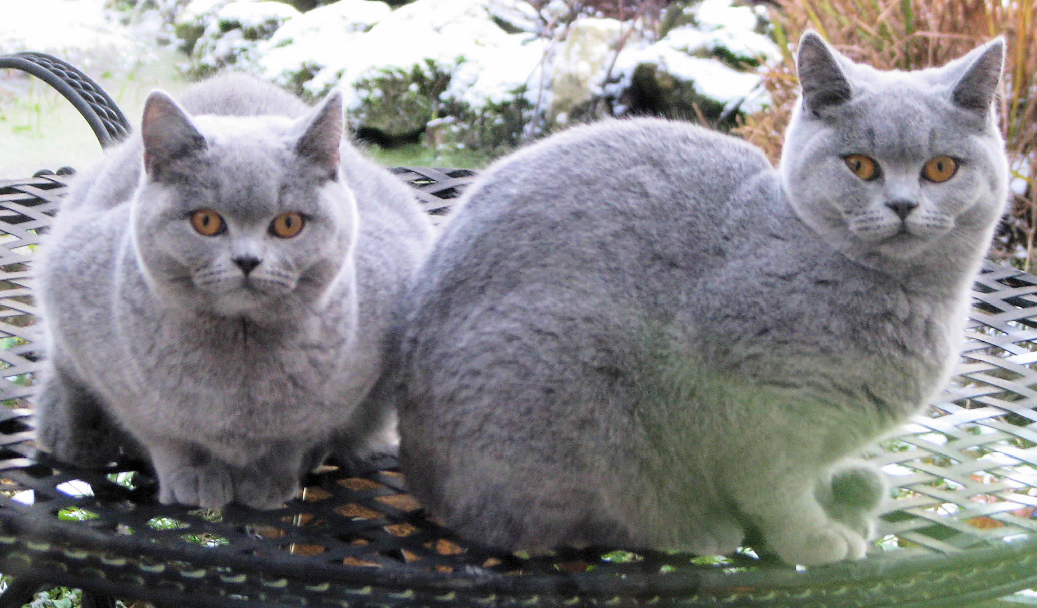 British Shorthair Blues